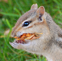 [A Mouthful of Autumn]