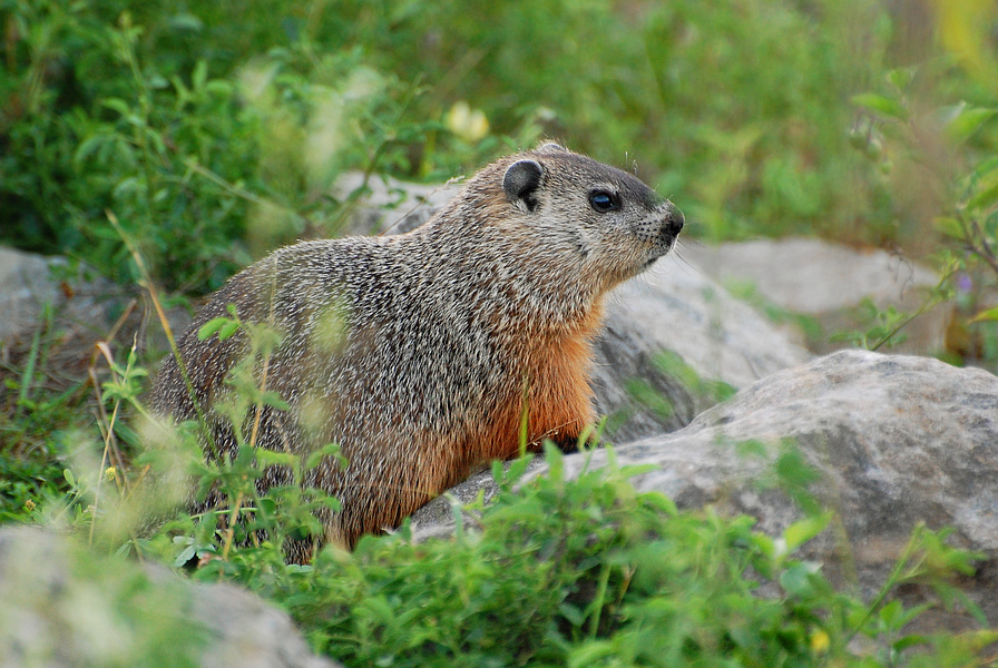 [Groundhog]
