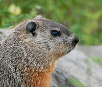 [Groundhog]