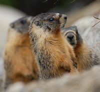 [Marmot Colony]