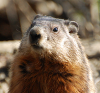 [On The Lookout]