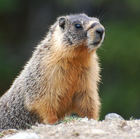 [Yellow-Bellied Marmot]