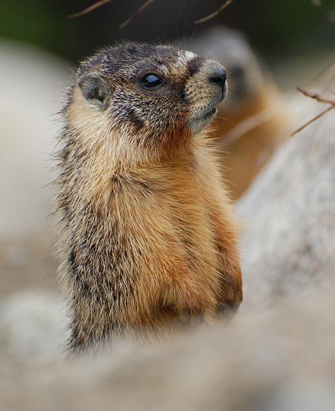 [Yellow-Bellied Marmot]