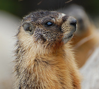 [Yellow-Bellied Marmot]