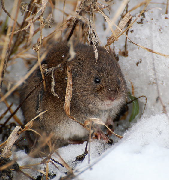 [Meadow Vole]