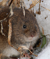 [Meadow Vole]