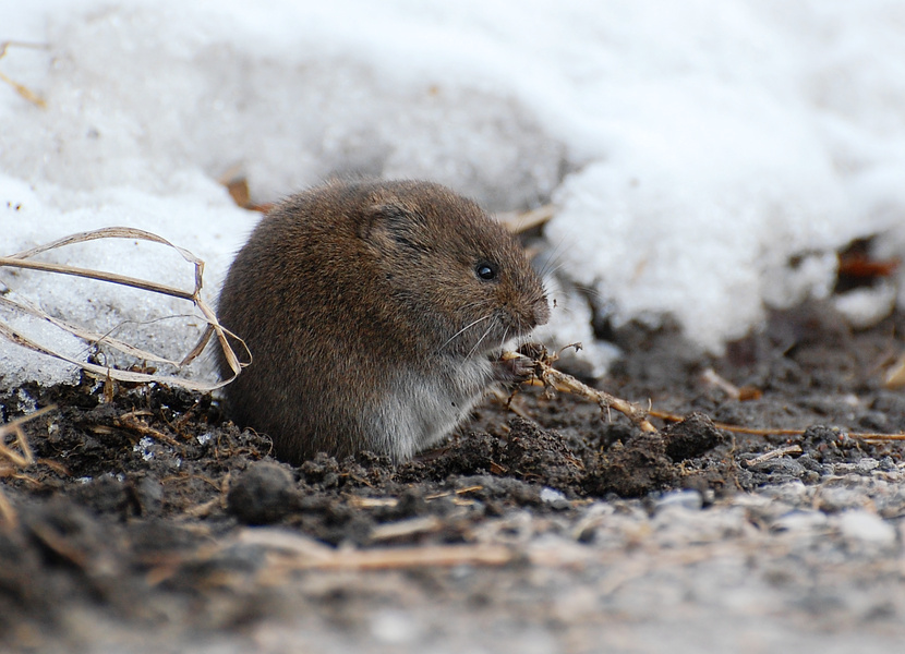 [Meadow Vole]