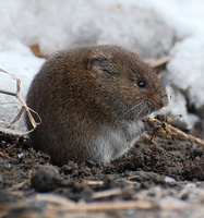 [Meadow Vole]
