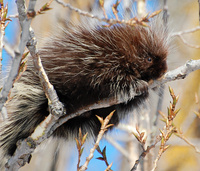 [Porcupine]
