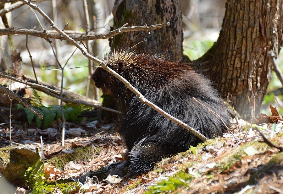 [Spring Outing]