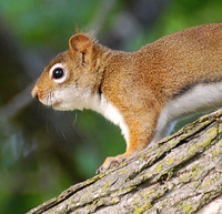 [Red Squirrel]