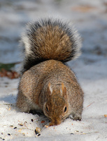 [Winter Forage]