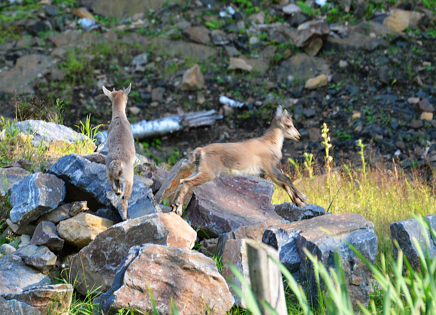 [Alpine Ibex Kids]