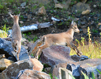 [Alpine Ibex Kids]