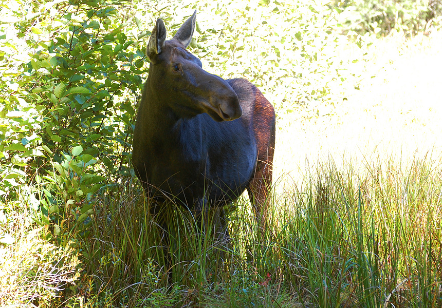 [Algonquin Moose]