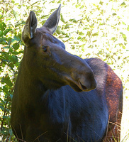 [Algonquin Moose]