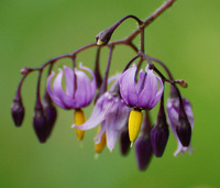[Bitter Nightshade]