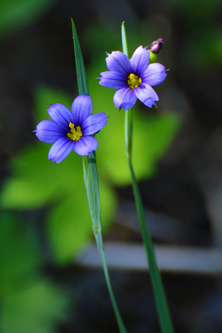 [Blue-eyed Grass]