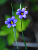[Blue-eyed Grass]