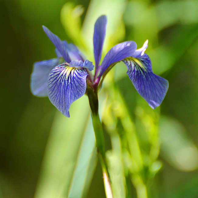 [Blue Flag]