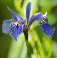 [Blue Flag]