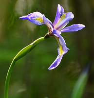 [Blue Flag]