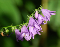 [Creeping Bellflower]