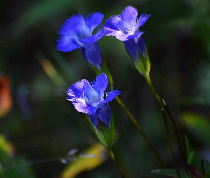 [Fringed Gentian]