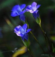 [Fringed Gentian]