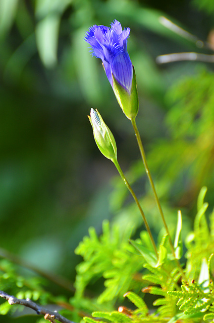 [Fringed Gentian]