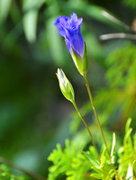 [Fringed Gentian]