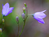 [Harebells]