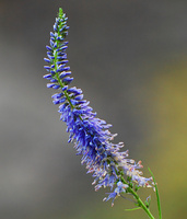 [Long-Leaved Speedwell]