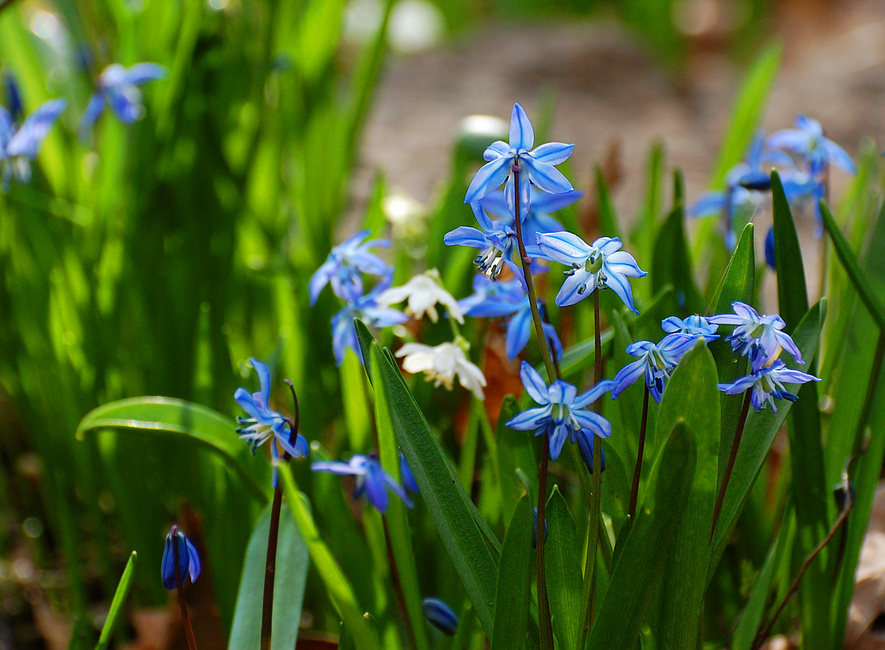 [Luminous Spring Scilla]
