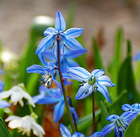 [Luminous Spring Scilla]