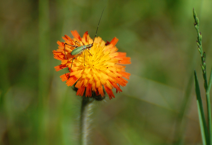[Katydid Nymph On Hawkweed]