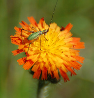 [Katydid Nymph On Hawkweed]