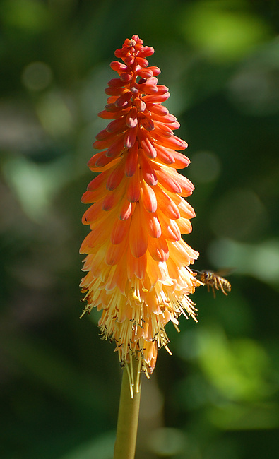 [Torch Lily]