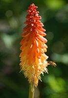 [Torch Lily]