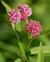 [Milkweed In Bloom]