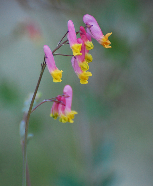 [Pale Corydalis]