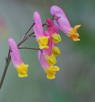 [Pale Corydalis]