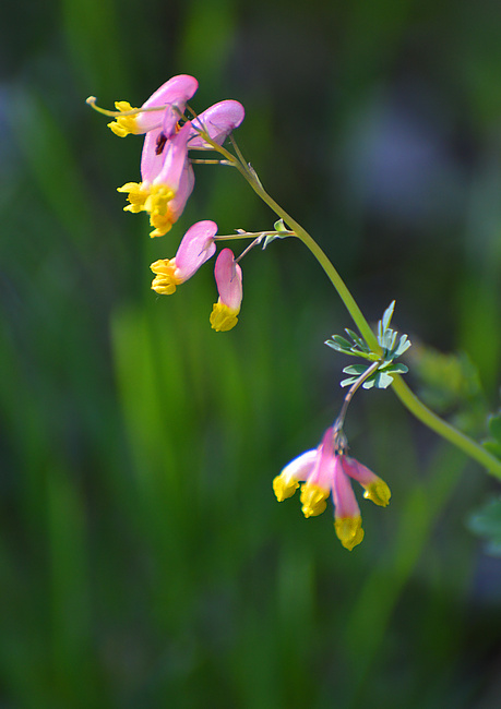 [Pale Corydalis]