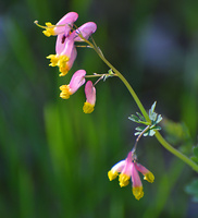 [Pale Corydalis]