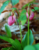 [Pink Ladyslippers]