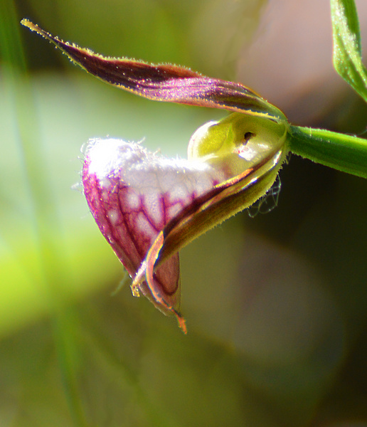 [Ram's Head Ladyslipper]