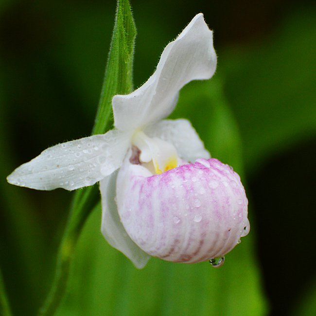 [Showy Ladyslipper]