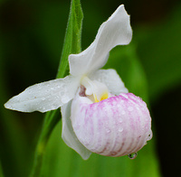 [Showy Ladyslipper]