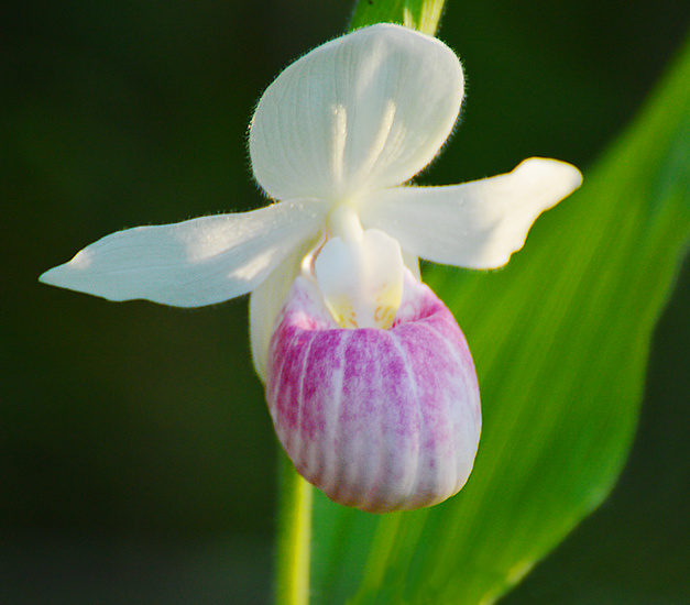 [Showy Ladyslipper]