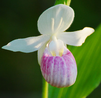 [Showy Ladyslipper]
